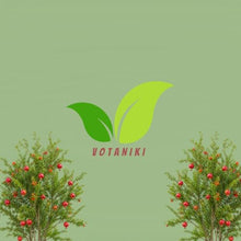 Votaniki Kara Bala Miursal Pomegranate Live Fruit Tree Plant 2 to 3 Ft Tall Cold Hardy Variety with Sweet Dark Red Fruit for Home Orchards Edible Gardens and Containers