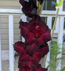 Votaniki Gladiolus Black Star Top Size Bulbs Deep Wine Red Summer Blooming Flower Spikes for Cut Flower Gardens Borders Landscaping and Outdoor Planting (Pack of 250)