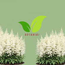 Votaniki Astilbe Avalanche Bare Root Perennial White Flowering Shade Plant Fragrant Plumes for Garden Borders Woodland Beds Cut Flower Landscaping Use (Pack of 25)