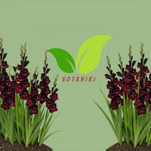 Votaniki Gladiolus Black Star Top Size Bulbs Deep Wine Red Summer Blooming Flower Spikes for Cut Flower Gardens Borders Landscaping and Outdoor Planting (Pack of 250)