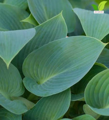 Votaniki Hosta Halcyon Bare Root Perennial Plant Frosty Blue Green Pointed Foliage Shade Garden Plant Pale Blue Violet Midsummer Flowers Patio Container Border Edging (Pack of 25)