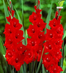 Votaniki Gladiolus Mascagni Top Size Bulbs Red Grandiflora Sword Lily Tall Flower Spikes Summer Blooming Cut Flower Garden Plant for Borders Full Sun (Pack of 250)