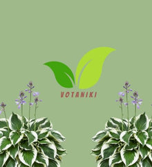 Votaniki Hosta Patriot #1 Size Root Variegated Dark Green White Foliage Lavender Flowers for Shade Gardens Woodland Borders Patio Containers and Landscape Planting