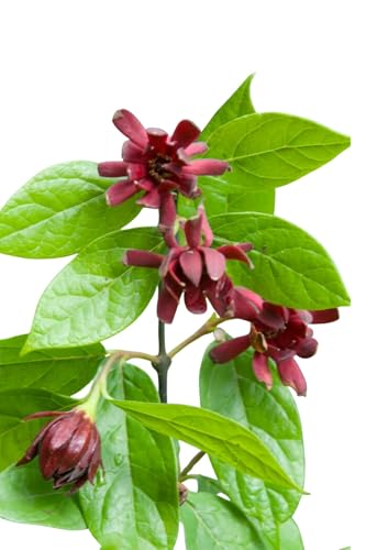 Votaniki Sweetshrub Calycanthus floridus Live Plant Fragrant Reddish Maroon Flowers Spring Blooming Shrub for Garden Borders Outdoor Landscaping Full Sun Partial Shade (Pack of 25)