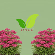 Votaniki Achillea Summerwine Yarrow Bare Root Perennial Wine Red Flowers Summer Blooming Drought Tolerant Plant for Garden Borders Cut Flower Outdoor Growing (Pack of 25)