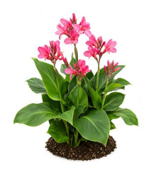 Votaniki Pink Beauty Canna Lily #1 Size Rhizome, Pink Mid Summer Flowers, 24 to 36 Inch Mature Height, Full Sun to Partial Shade, Spring Planting for Containers