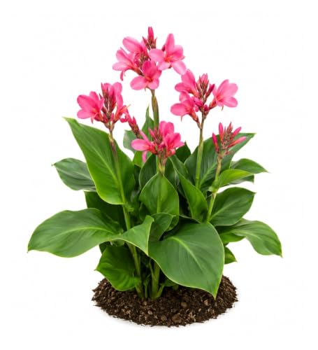 Votaniki Pink Beauty Canna Lily #1 Size Rhizome, Pink Mid Summer Flowers, 24 to 36 Inch Mature Height, Full Sun to Partial Shade, Spring Planting for Containers