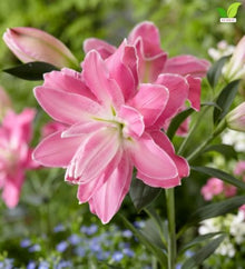 Votaniki Lotus Wonder Double Oriental Lily Top Size Bulbs, Fragrant Bright Pink Double Flowers, 36 to 40 Inch Summer Bloomer for Sunny Gardens, Containers and Cut Flowers