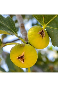 Fig Tree Sapling 'Aydın Sarı Lob' Variety - Potted and Grafted - 2-3 Years Old - Sweet, Delicious Fruit for Eating, Drying, and Pestil Making - Year-Round Planting Possible