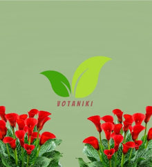 Votaniki Hybrid Calla Lily Red Alert Seeds Scarlet Red Trumpet Flowers with Speckled Green Foliage for Containers Borders Bouquets and Summer Garden Planting