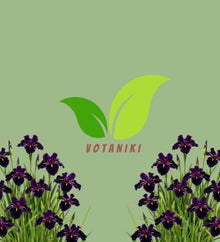 Votaniki Black Gamecock Louisiana Iris #1 Size Bare Root, Deep Purple 4 to 6 Inch Flowers for Rain Gardens, Water Gardens, Borders, Cut Flowers and Mass Planting
