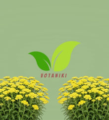Votaniki Achillea Sassy Summer Lemon Yarrow Grade No. 1 XXL Bare Root Perennial with Bright Yellow Summer Blooms for Sunny Borders Pollinator Gardens Containers and Cut Flowers