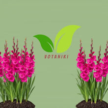 Votaniki Fidelio Gladiolus Top Size Bulbs Dark Pink Purple Summer Flower Tall Blooming Spikes for Garden Borders Cut Flower Arrangements Full Sun Outdoor Planting (Pack of 250)
