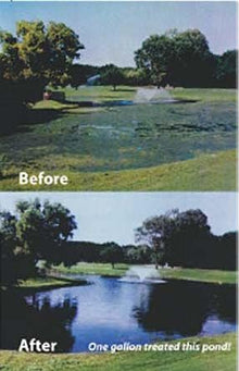 CareFree Enzymes Lake Protector
