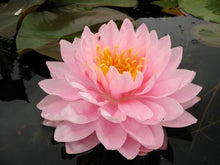 Chalily Aquatic Plant Fertilizer for Water Lily and Lotus | 10-14-8 Guaranteed Analysis with Humates (4000 Count)