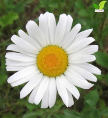 Votaniki White Mountain Shasta Daisy Bare Roots Compact White Summer Flowering Perennial with Yellow Centers for Borders Cottage Gardens Pollinator Beds and Cut Flowers (Pack of 50)