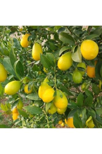 SODEF 3-Year-Old Grafted Limequat (Lemon Kumquat) Tree in Pot - 35-43 Inches Tall | Citrus Hybrid for Gardens and Balconies | Evergreen Fruit Tree