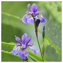 Everwilde Farms - 1 Lb Northern Blue Flag Native Wildflower Seeds - Gold Vault