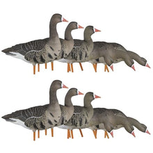 Avian-X AXP Specklebelly Decoy Fusion Pack 12 Pack
