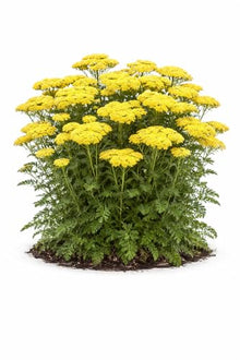 Votaniki Firefly Sunshine Yarrow Bare Root Perennial Bright Yellow Flowers Summer Blooming Drought Tolerant Upright Plant for Garden Borders Cut Flowers Outdoor Growing (Pack of 25)