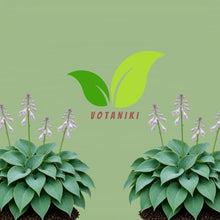 Votaniki Hosta Halcyon Bare Root Perennial Plant Frosty Blue Green Pointed Foliage Shade Garden Plant Pale Blue Violet Midsummer Flowers Patio Container Border Edging (Pack of 25)