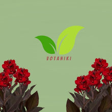 Votaniki Black Knight Giant Canna Lily Tubers for Planting Tall Red Tropical Flowers Bronze Leaf Summer Bloom Outdoor Garden Border Container Plants Full Sun Zones 3-10 (Pack of 50)