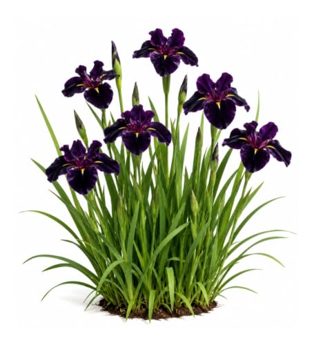 Votaniki Black Gamecock Louisiana Iris #1 Size Bare Root, Deep Purple 4 to 6 Inch Flowers for Rain Gardens, Water Gardens, Borders, Cut Flowers and Mass Planting