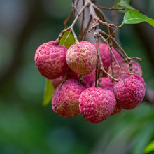 Live Mauritius Lychee Tree – Litchi chinensis | Tropical Lychee Fruit Tree Live Plant in 4 Inch Pot | Sweet & Fragrant Exotic Plant | Healthy Live Plant | Pack of 5