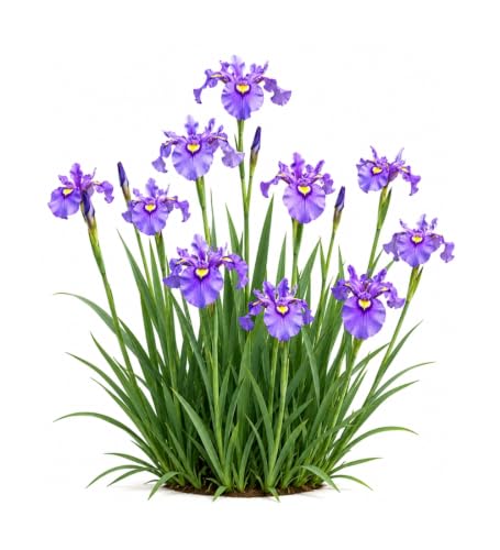 Votaniki Purple Dragon's Valley Pseudata Iris #1 Size Bare Root with Reddish Purple Blooms for Rain Gardens Borders Cut Flowers Mass Planting and Moist Garden Areas