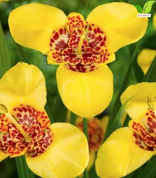 Votaniki Tigridia Pavonia Aurea Bulbs Golden Yellow Mexican Shell Flower Summer Bloom Garden Plants Pollinator Friendly Outdoor Planting Full Sun (Pack of 100)