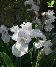 Votaniki Bearded Iris English Cottage Bare Root White Lilac Fragrant Flowers Spring Bloom Garden Border Cottage Landscape Full Sun Partial Shade (Pack of 25)