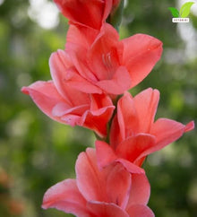 Votaniki Coral Salmon Gladiolus Bulbs Tall Sword Lily Summer Blooming Flowers for Garden Borders Cut Flower Arrangements Outdoor Landscaping and Beds (Pack of 250)