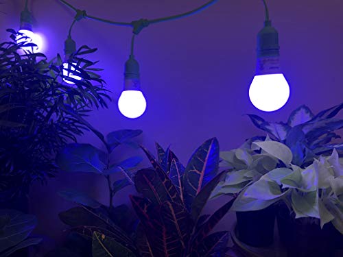 Miracle LED Plant Survival Indoor Grow Light Kit - 4 Multi-Plant Blue Spectrum Bulbs & 4-Socket Fixture with Timer Blue Spectrum