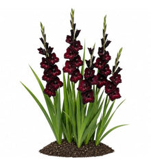 Votaniki Gladiolus Black Star Top Size Bulbs Deep Wine Red Summer Blooming Flower Spikes for Cut Flower Gardens Borders Landscaping and Outdoor Planting (Pack of 250)