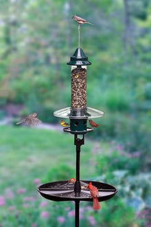 Complete Bird Feeding Station with Squirrel Buster Plus Squirrel-Proof Bird Feeder, Pole, Weather Guard & Seed Catcher Tray, Installed Height 7ft 2in
