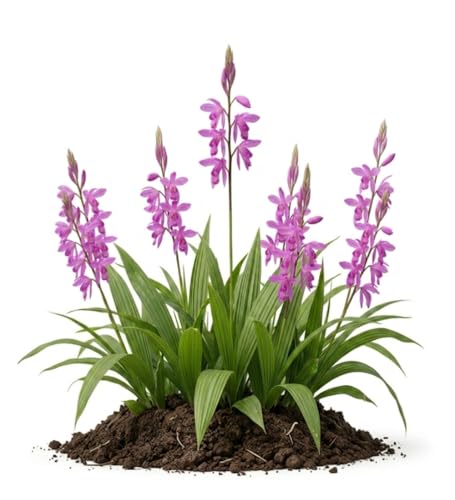 Votaniki White Chinese Ground Orchid Bletilla Striata Pink Bare Root Perennial with Violet Pink Spring Flowers for Woodland Shade Gardens Containers and Borders