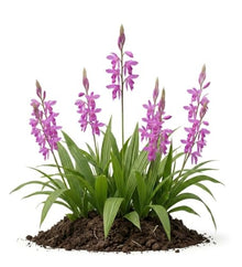 Votaniki White Chinese Ground Orchid Bletilla Striata Pink Bare Root Perennial with Violet Pink Spring Flowers for Woodland Shade Gardens Containers and Borders