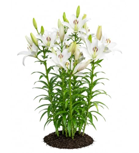 Votaniki Bright Diamond LA Hybrid Lily Top Size Bulbs, Fragrant Pure White Flowers with Lime Green Throats, Early to Mid Summer Blooms for Borders, Containers and Cutting Gardens