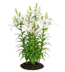 Votaniki Bright Diamond LA Hybrid Lily Top Size Bulbs, Fragrant Pure White Flowers with Lime Green Throats, Early to Mid Summer Blooms for Borders, Containers and Cutting Gardens