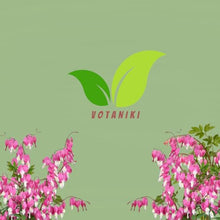 Votaniki's Pink Bleeding Heart Dicentra Spectabilis Live Plant Root Shade Perennial Spring Bloom Heart Shaped Flowers Deer Resistant Garden Plant for Borders Containers Woodland Gardens (Pack of 50)
