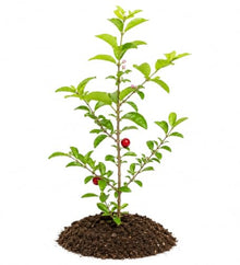 Votaniki Barbados Acerola Cherry Shrub Malpighia glabra 2 to 3 Feet Live Plant Produces Sweet Tart Edible Fruit for Patio Containers Outdoor Gardens and Edible Landscapes