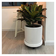 QUANGJN Heavy Duty Plant Caddy with Wheels 120Kg Capacity Rolling Plant Stand for Large Potted Plants,M