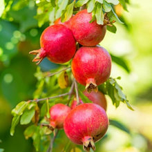 Votaniki Russian Pomegranate Tree — Live Plant 1-2 ft Tall for Garden or Backyard | Cold Hardy, Perennial & High-Yielding Edible Fruit Tree for Planting Outdoors, Easy-to-Grow (12 Pack)
