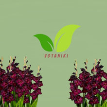 Votaniki's Espresso Gladiolus Bulbs for Planting Dark Red Flower Bulbs Summer Bloom Tall Gladiolus Corms for Garden Beds Borders Cut Flowers Deer Resistant Easy Grow Pack (Pack of 250)