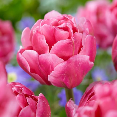 Garden State Bulb Arosa Double Late Tulip Flower Bulbs, 11/12cm (Bag of 250)