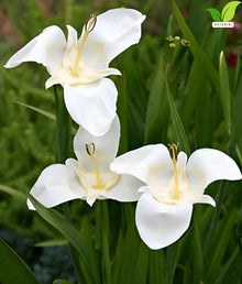 Votaniki Tigridia Pavonia Alba Immaculata Bulbs White Mexican Shell Flower Summer Bloom Garden Plants Cut Flower Use Sun to Part Sun Outdoor Planting (Pack of 100)