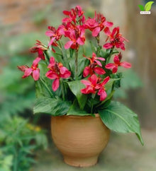 Votaniki Pink Beauty Canna Lily #1 Size Rhizome, Pink Mid Summer Flowers, 24 to 36 Inch Mature Height, Full Sun to Partial Shade, Spring Planting for Containers