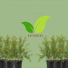 Votaniki Surh Anor Pomegranate Tree 3 Gallon Cold Hardy Live Fruiting Plant 2 to 3 Ft Tall with Sweet Flavorful Fruit for Outdoor Gardens Patio Containers and Orchards (Pack of 4)