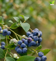 Votaniki Earliblue Blueberry #1 Size Plant, Early Season Sweet Light Blue Fruit, Upright Northern Highbush Shrub for Acidic Soil, Gardens, Patios and Edible Landscapes