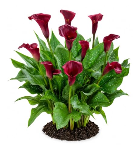 Votaniki Majestic Red Calla Lily Top Size Bulbs for Cut Flowers, Deep Red Summer Blooms with Speckled Foliage, Container and Border Garden Plant for Full Sun Landscapes